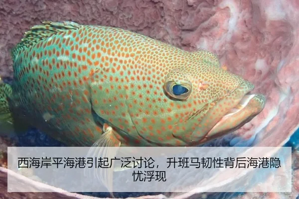 西海岸平海港引起广泛讨论，升班马韧性背后海港隐忧浮现